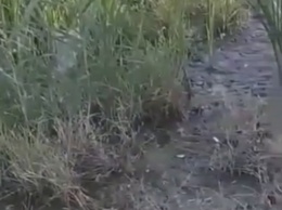 В центре Николаева из-за утечки воды образовалось болото и вырос камыш. ВИДЕО