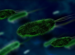 Ученые нашли бактерию, вызывающую у непьющих людей "болезнь пьяниц"