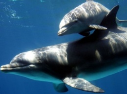 Дельфины становятся устойчивыми к антибиотикам из-за человеческой мочи в океане - ученые