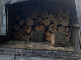 В Запорожье незаконно срубили десятки деревьев