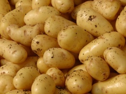 Употребление картофеля вредно для здоровья