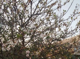 В Мелитополе расцвела вишня (фотофакт)