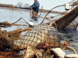 В Мироновке браконьеры наловили рыбы на тысячи гривен