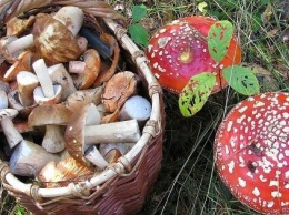 Харьковские специалисты опровергли фейк о проверке грибов с помощью лука или серебра