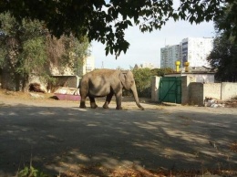 В Харькове заметили слона, который разгуливал возле детсада, - ФОТО, ВИДЕО