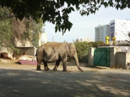 В Харькове по улице гуляла слониха из цирка
