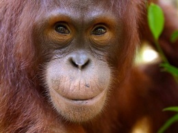 Перенос столицы Индонезии ставит под угрозу выживание популяции орангутанов (ВИДЕО)