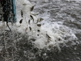 Водоемы Херсонщины сегодня обогатили на 5.7 миллионов экземпляров рыбы