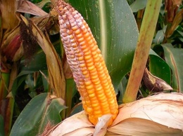 В Ростовской области обнаружена опасная для человека кукуруза