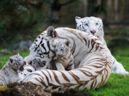 В бердянском зоопарке показали подросших белых тигрят (ВИДЕО)