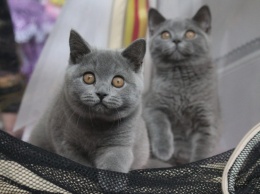 Мейн-куны, бенгалы, сфинксы: фоторепортаж с международной выставки кошек в Запорожье