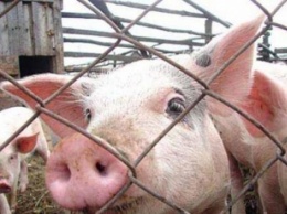 В Запорожской области на крупной свиноферме выявили африканскую чуму свиней