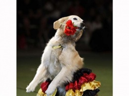 В Днепре пройдут соревнования по танцам с собаками