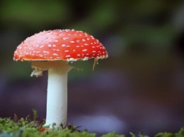 Как уберечь себя от отравления грибами