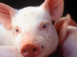 Цены на живых свиней в Украине приостановили падение