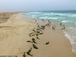 На пляже знаменитого курорта массовое самоубийство: сотни тел попали на фото