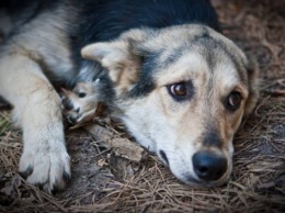 В Херсоне объявили в розыск догхантера, который травил собак из приюта
