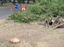 В Николаеве застройщики, по разрешению департамента ЖКХ, спилили здоровые деревья