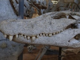 Археологи откопали "охотников на динозавров"