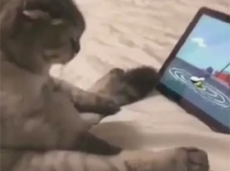 Кот, решивший посмотреть мультики в необычной позе, повеселил Сеть