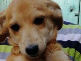 Помогите найти: в Никополя пропала собака по кличке Тильда
