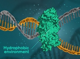 Новая теория о структуре ДНК дает надежду на излечение рака