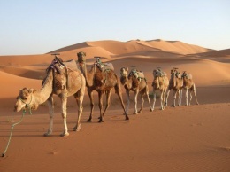 По Олешковским пескам могут и на верблюдах возить