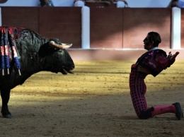 В Испании полиции пришлось застрелить быка, который сбежал с арены и от которого пострадали три человека (ВИДЕО)