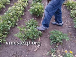 "Помогло глобальное потепление": под Запорожьем сельские жители нашли замену картошке