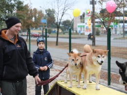 В Деснянском районе столицы открылась бесплатная площадка для выгула собак (фото)