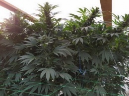 В Геническом районе задержали наркодилеров, которые выращивали каннабис для продажи в Крыму