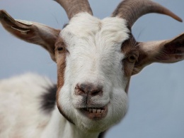 В Могилеве на Днепропетровщине выбирали самую красивую козу