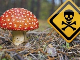 Опасная еда: в Запорожской области мужчина отравился грибами