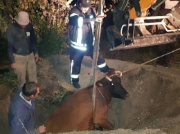 В Запорожской области корова упала в 2-метровую яму - животное спасали с помощью тросов и пожарных руковав, - ФОТО