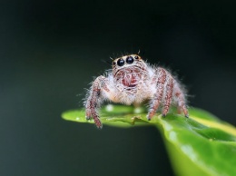 Названы самые ядовитые пауки на планете