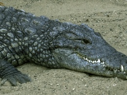 На трассе в Подмосковье автомобиль сбил крокодила