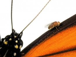 Генетики получили модифицированных мух с чертами бабочек