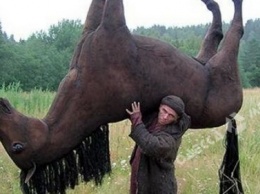 За кражу гнедых коней жители Одесской области получили от 2 до 3 лет тюрьмы