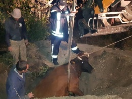 В Запорожской области спасали из ямы корову (ФОТО)