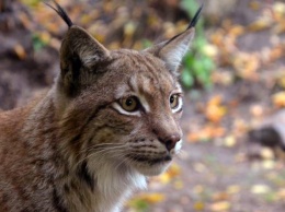 Всемирный день животных: Какие виды вскоре могут исчезнуть в Украине