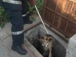 В Кривом Роге спасатели достали собаку, которая упала в канализационный люк