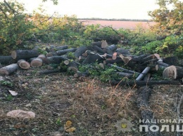 На Днепропетровщине полицейские задержали нескольких незаконных лесорубов