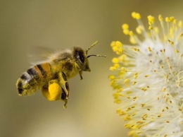 Пчелу назвали самым важным существом на планете