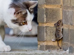 Смелая мышь набросилась на кота: кот обескуражен и голоден. Видео покорило сеть