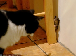 Том и Джерри - не придуманная история: как мышь из добычи превратилась в охотника на кошку (ВИДЕО)