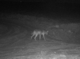 Экологи Бельгии заплатят 30 тыс. евро за информацию о пропавшей волчице Найе
