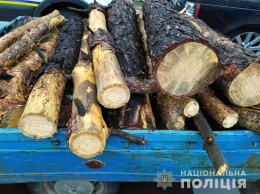 На Днепропетровщине задержали "черных лесорубов", спиливавших сосны и акацию, - ФОТО