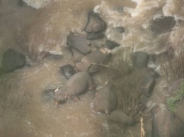 В Таиланде погибли пять слонов, пытаясь спасти упавшего в водопад слоненка