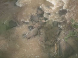Шесть слонов погибли в Таиланде, пытаясь помочь друг другу на водопое