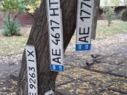 «Урожайный день»: в Днепре утерянные в луже номерные знаки поместили на дерево